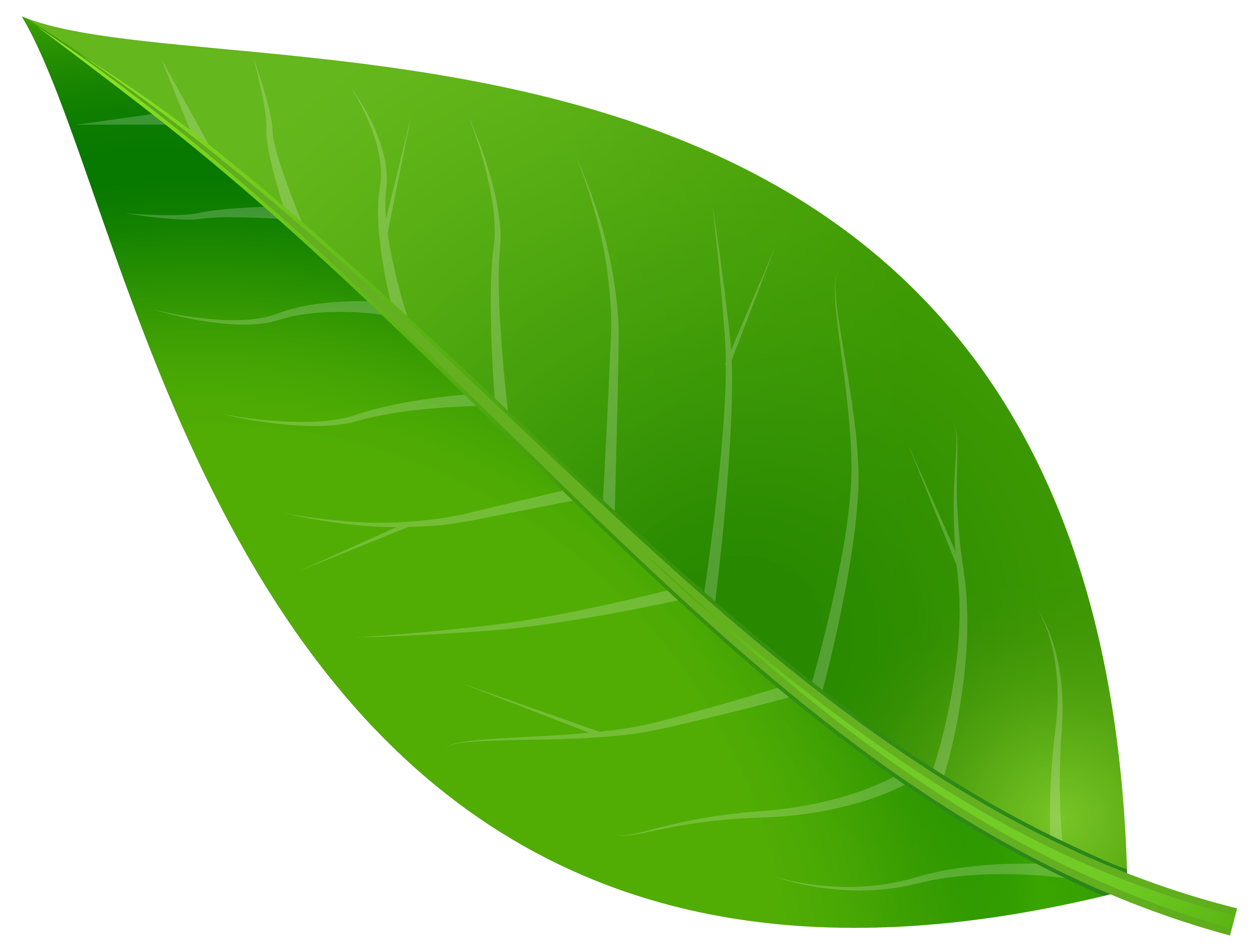 Leaf